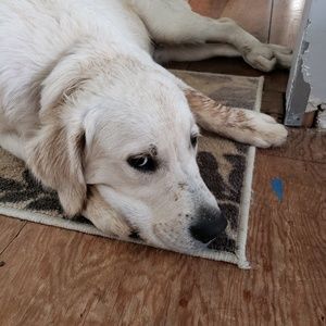 Meet your Posher, Jeff